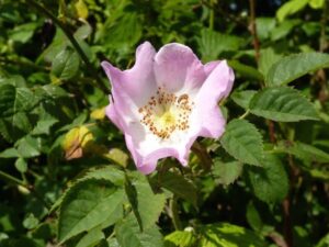 Roots To Health - Herbal Medicine - Rose