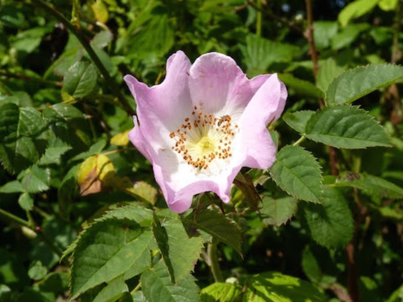 Roots To Health - Herbal Medicine - Rose