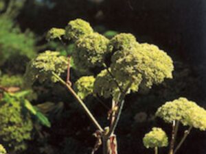 Roots To Health - Herbal Medicine - Angelica