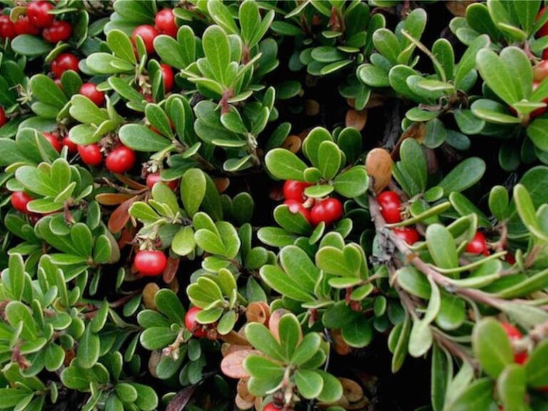 Roots To Health - Herbal Medicine - Bearberry