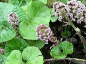 Roots To Health - Herbal Medicine - Butterbur