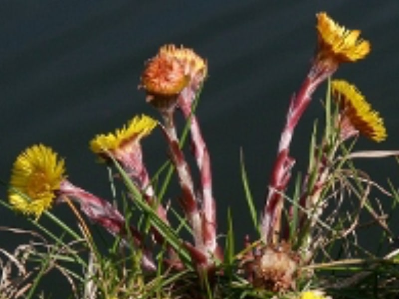 Roots To Health - Herbal Medicine - Coltsfoot