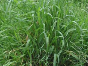 Roots To Health - Herbal Medicine - Couch Grass