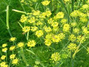 Roots To Health - Herbal Medicine - Fennel