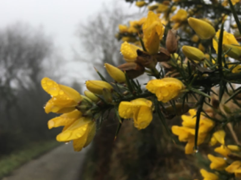 Roots To Health - Herbal Medicine - Gorse