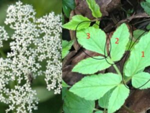 Roots To Health - Herbal Medicine - Ground Elder