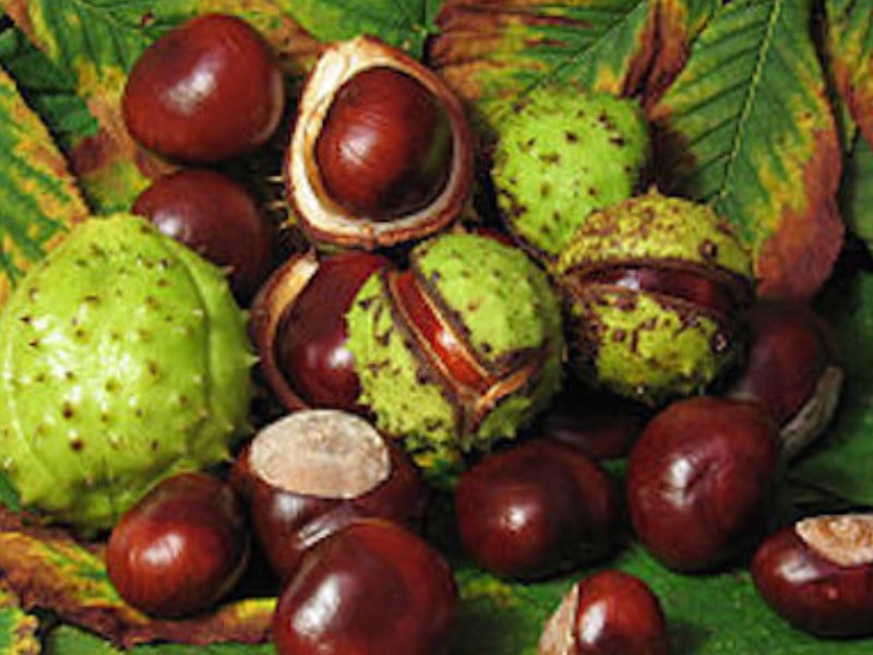 Roots To Health - Herbal Medicine - Horse Chestnut