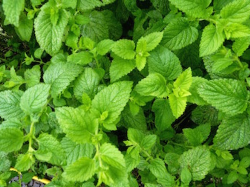 Roots To Health - Herbal Medicine - Lemonbalm