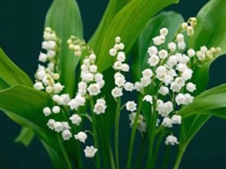 Roots To Health - Herbal Medicine - Lily of the Valley