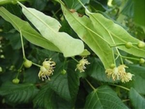 Roots To Health - Herbal Medicine - Lime Flower