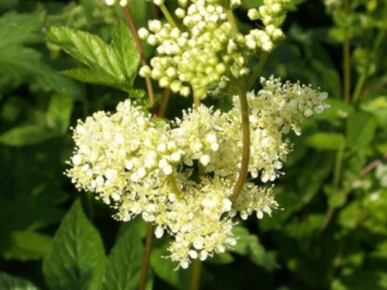 Roots To Health - Herbal Medicine - Meadowsweet