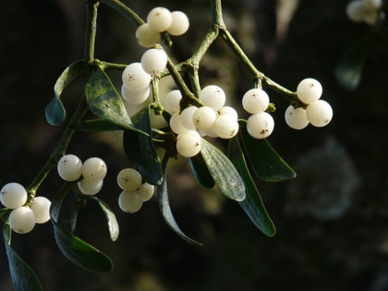 Roots To Health - Herbal Medicine - Mistletoe