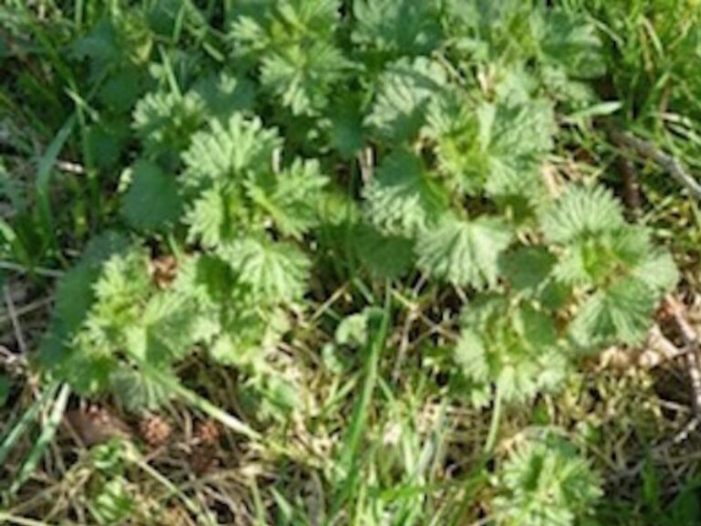Roots To Health - Herbal Medicine - Stinging Nettle