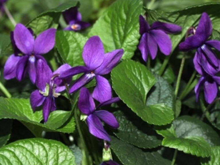 Roots To Health - Herbal Medicine - Sweet Violet