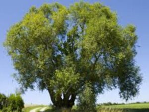 Roots To Health - Herbal Medicine - Willow