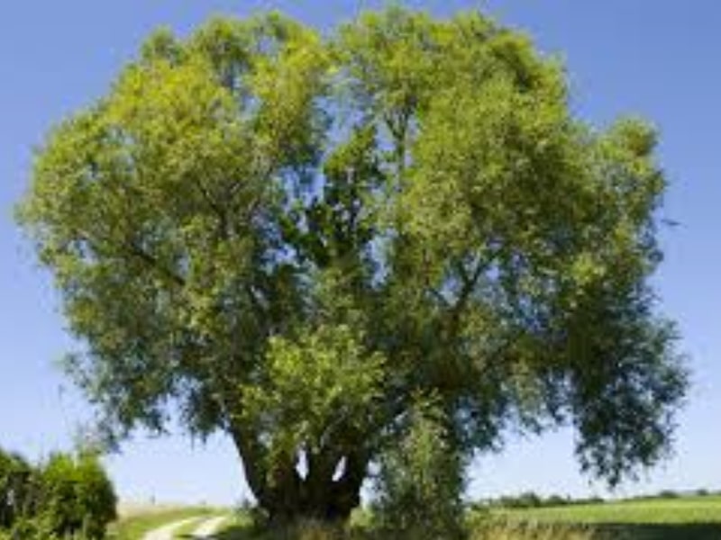 Roots To Health - Herbal Medicine - Willow