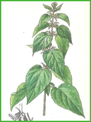Roots to Health - Medicinal Grade Organic Nettle Tea